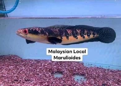 Channa maru sp perak 🌸