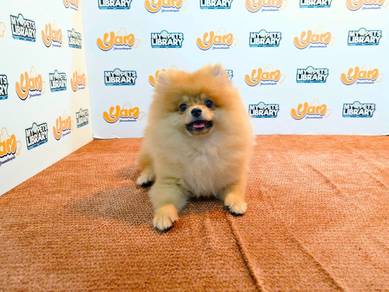 Tiny Orange Sable Pomeranian