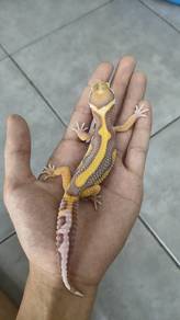 Leopard Gecko