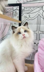 Ragdoll Seal Point Bicolor Male