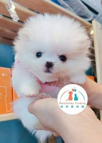 Pomeranian