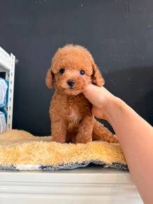 Chubby brown toy poodles