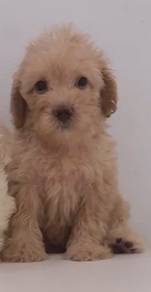 J0021 Silkese Teddy Bear Baby Face Big Eyes Puppy