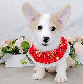 Corgi