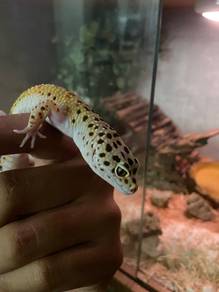 Leopard Gecko (Female)