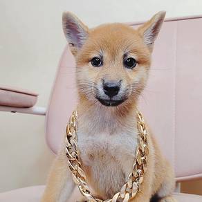 Shiba