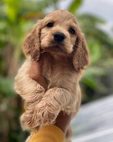 Cocker's Spaniel 01