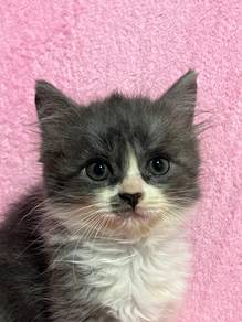 Cute & Adorable Grey Boy Cat 2 Months Old