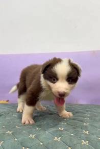 Border collie chocolate mka microchip