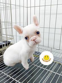 GSW444 French Bulldog puppies