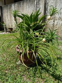 Pokok Nenas Hiasan