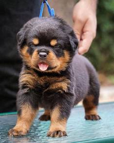 rottweiler puppies 4