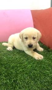 Labrador retriever TOP AAA QUALITY