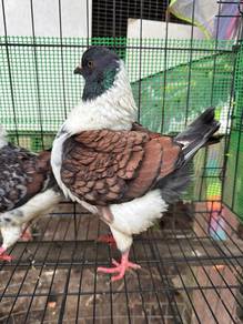 merpati