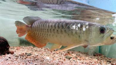 arowana