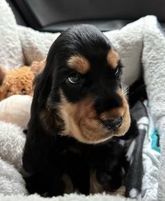 Alluring English Cocker Spaniel Sweet Face Puppy P