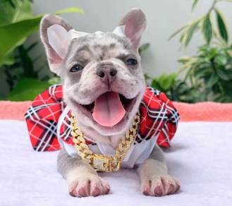 FRENCH BULLDOG PUPPIES 7S80🌻 Available Female