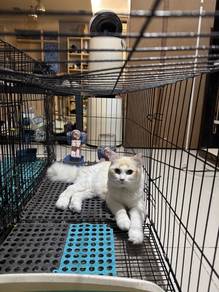 Half Ragdoll