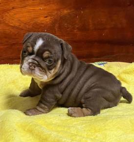 ENGLISH BULLDOG PUPPIES Male C010