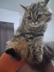Bsh Golden Longhair Tabby