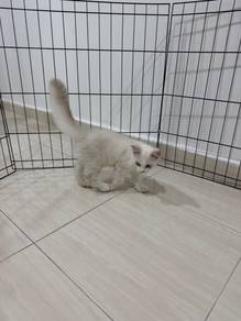 Kucing Persian ColorPoint