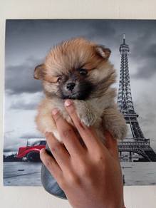 Teacup Pomeranian 