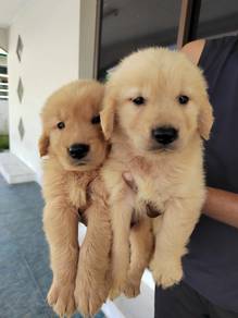 Golden retriever puppies male female