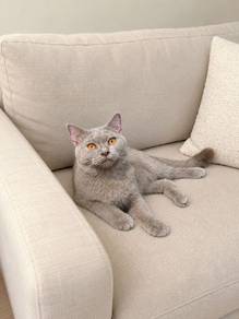 British Shorthair Lilac Male Kitten PROMO