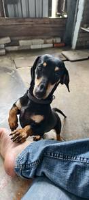 Dachshund mating season service