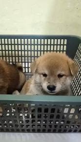 Shiba inu male and female