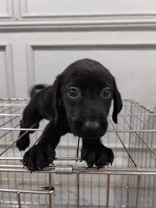 Labrador