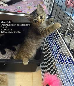 Munchkin non standard mix bsh