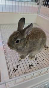 Rabbit Dwarf