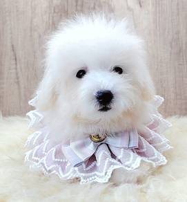 Maltipoo
