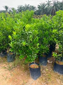 Limau Kasturi - Size: 3ft