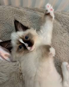 Ragdoll Kitten