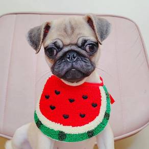 Pug