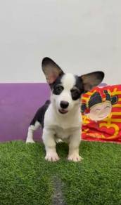 Welsh corgi mka and microchip