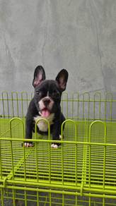 G2000 French Bulldog puppies