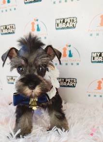 Schnauzer