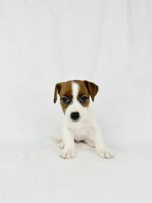 Jack Russell Terrier