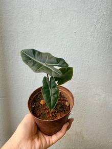 Alocasia Sarian