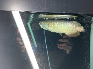 F2 Malaysia Golden Blue Base Crossback Arowana