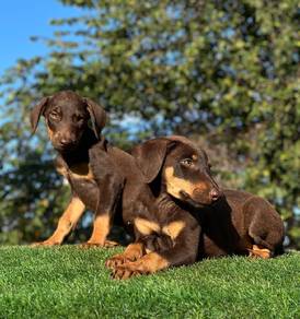 Doberman-