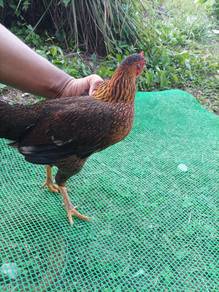 Ayam Hutan (Betina)