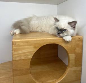 Ragdoll cat for sale