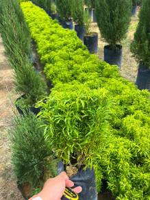 Tong Emas / Euodia Cultivar