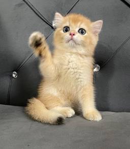 British Short Hair Golden
