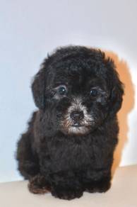 f38 Cute Grey Poodle Dog