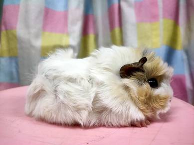 Guinea pig